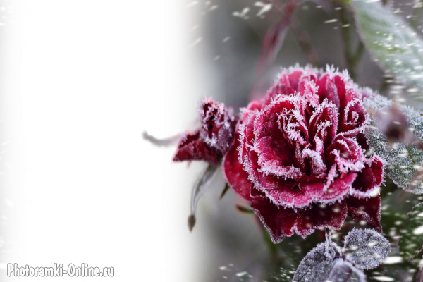 фотоэффект роза снег иней зима