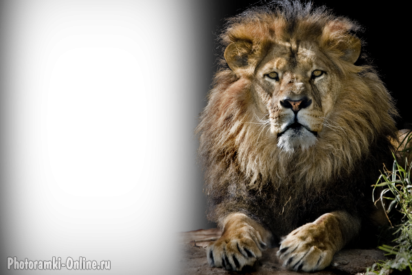 фотоэффект со львом