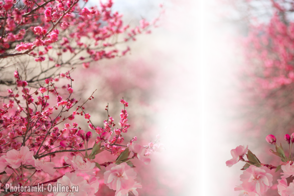 фотоэффект цветущая сакура