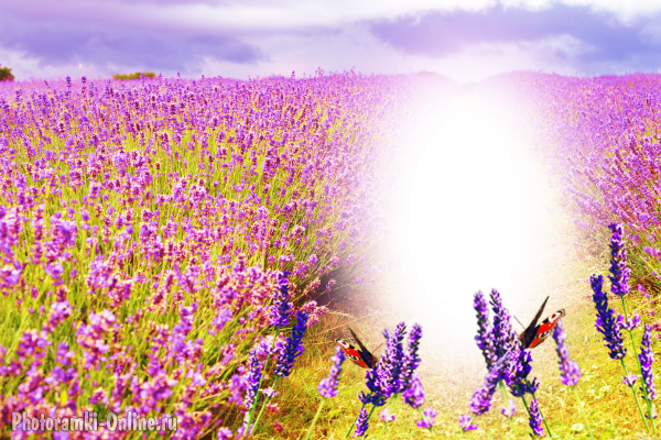 фотоэффект поле цветы лаванды