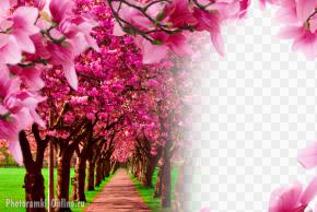 фотоэффект в парке с розовыми цветами на деревьях