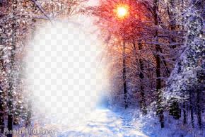 фотоэффект зима лес снег солнце