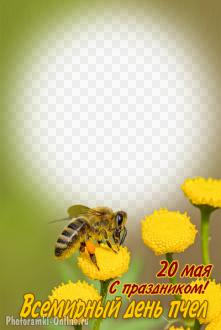 Всемирный день пчел, 20 мая. Вставить фото в рамку онлайн