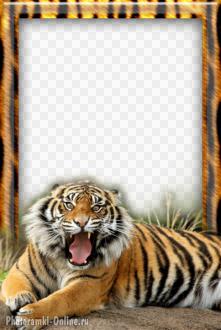 рамка тигр