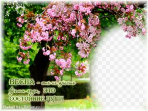 фотоэффект цветущая сакура весна