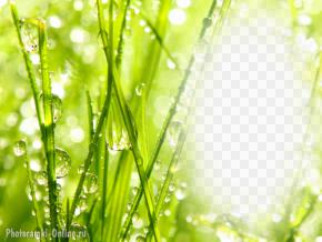 фотоэффект трава капли воды