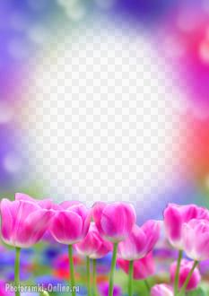 фотоэффект розовые тюльпаны