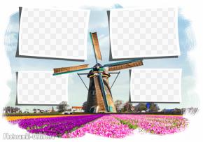 рамка 4 фото Голландия тюльпаны мельница