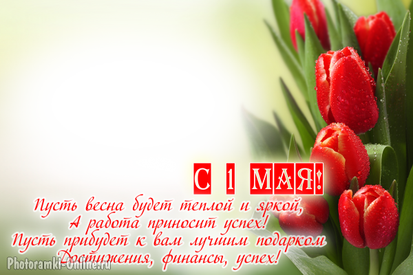 рамка поздравление к 1 мая с тюльпанами и пожеланими