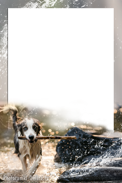 рамка для фото с собакой и брызгами воды