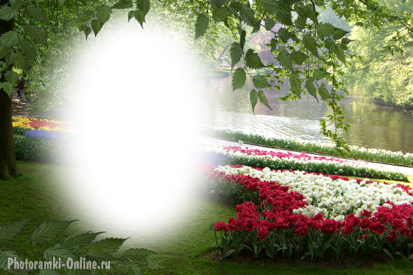 фотоэффект тюльпаны нарциссы парк Нидерланды