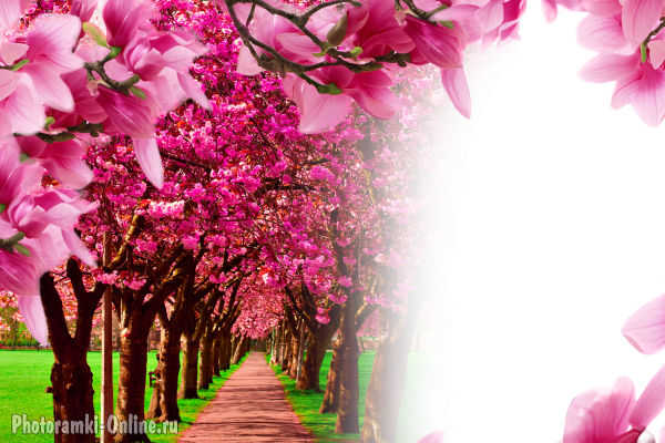 фотоэффект в парке с розовыми цветами на деревьях