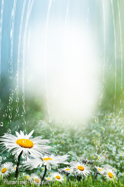 фотоэффект с ромашками и каплями дождя
