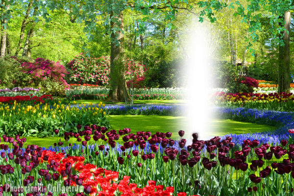 фотоэффект весенний парк в Нидерландах