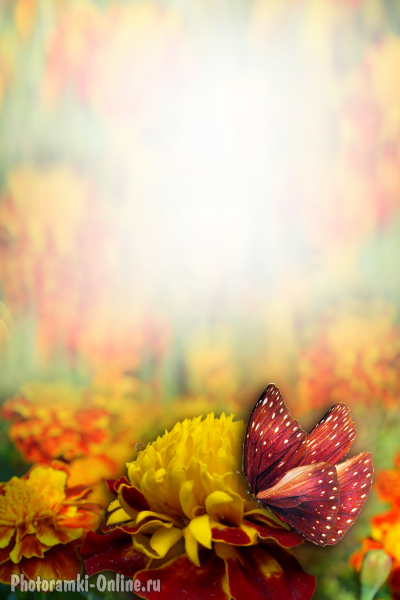 фотоэффект бархатцы и бабочка