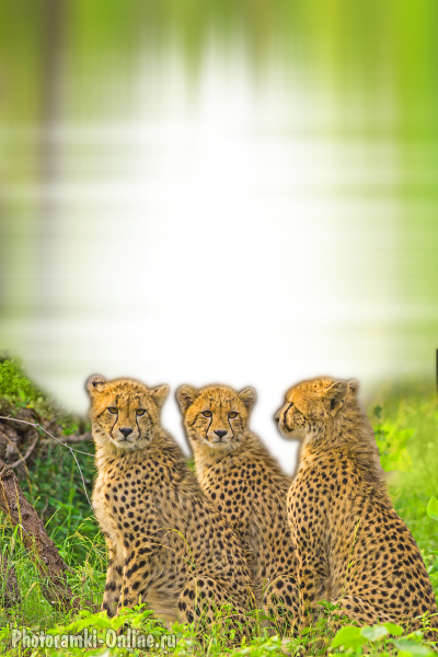 фотоэффект с тремя гепардами среди леса