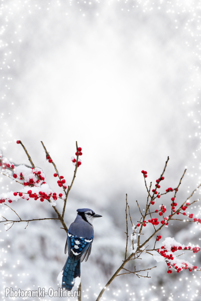 фотоэффект зимний с птицей и ягодами