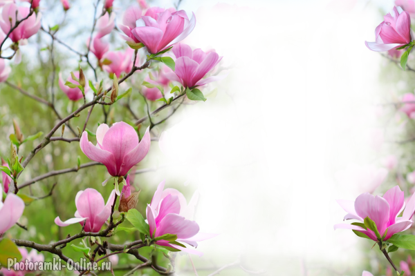 фотоэффект цветущее дерево магнолии