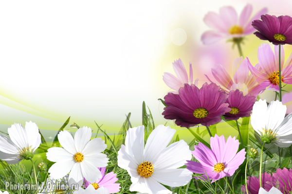 фотоэффект с цветками Космеи