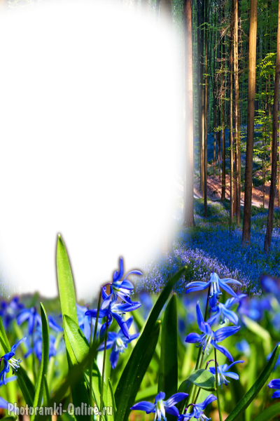 фотоэффект весна лес пролески