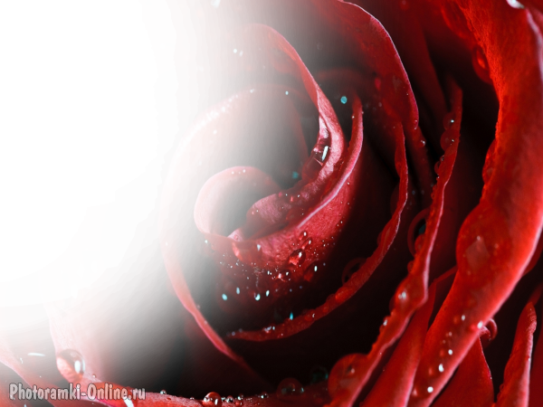 фотоэффект с розой и капельками росы