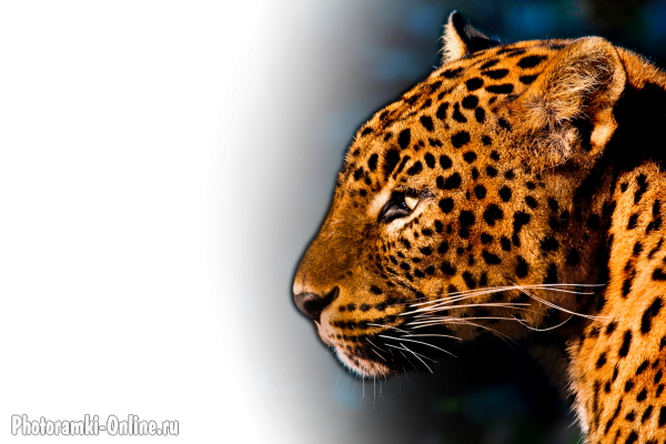 фотоэффект с леопардом