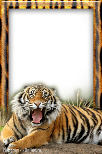 Тигр Вставить Фото В Рамку