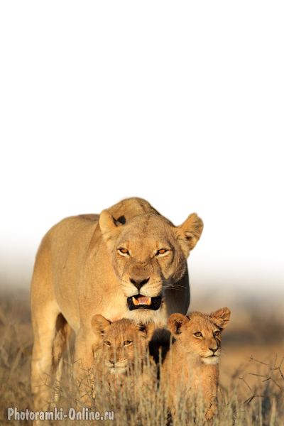 фотоэффект африканские львы