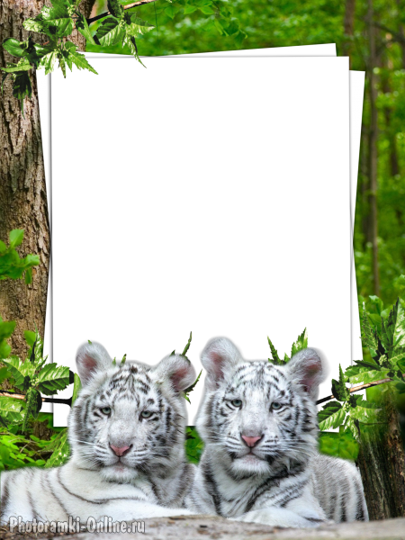 рамка белые тигрята