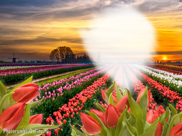 фотоэффект закат солнца тюльпаны