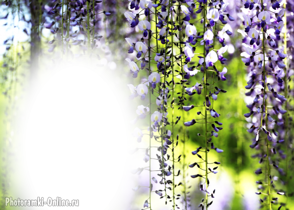 фотоэффект цветы глицинии