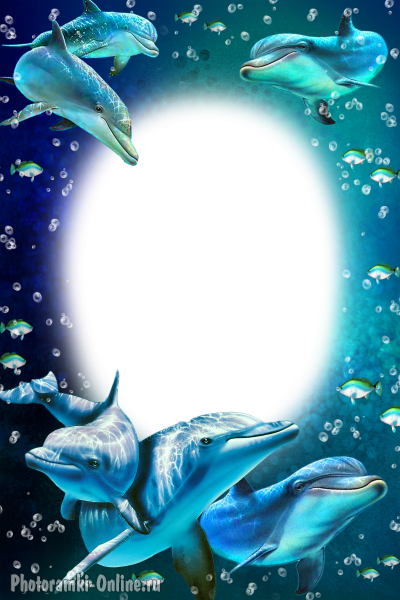 рамка море дельфины