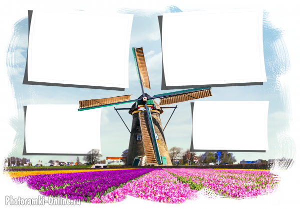 рамка 4 фото Голландия тюльпаны мельница