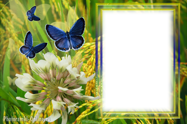 рамка луг бабочки цветы