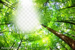 фотоэффект в летнем лесу среди деревьев
