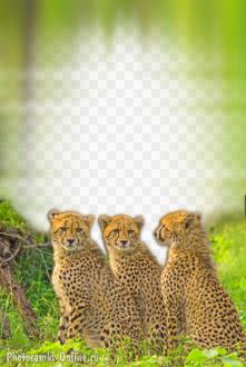 фотоэффект с тремя гепардами среди леса