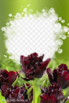 фотоэффект бордовые тьльпаны