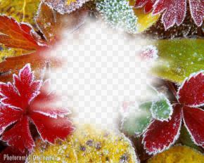 фотоэффект осень листья заморозки