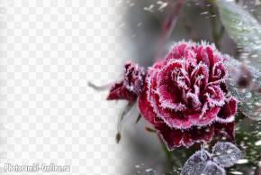 фотоэффект роза снег иней зима