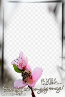 рамка весна цветок пчела