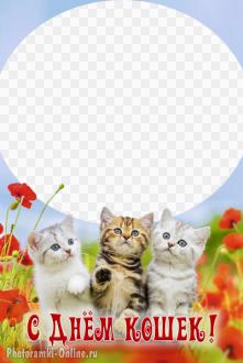 День кошек, вставить фото в рамку-открытку
