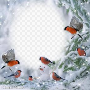 Красивый зимний фотоколлаж сделать онлайн со снегирями