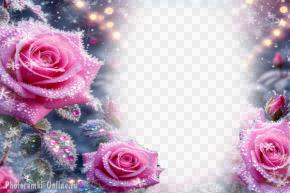 Фотоэффект с зимними розами, росинки, иней, блеск, мягкие огни