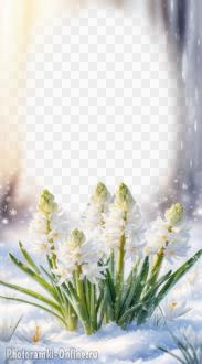 Фотоэффект с нежными белыми гиацинтами среди снега