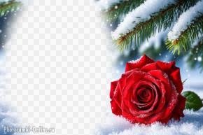 Фотоэффект с красной розой на снегу на фоне заснеженных еловых веток