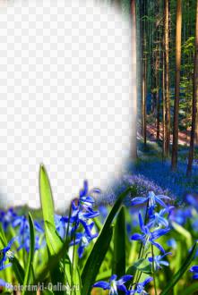 фотоэффект весна лес пролески