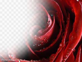 фотоэффект с розой и капельками росы