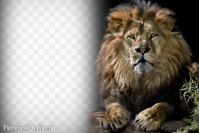 фотоэффект со львом