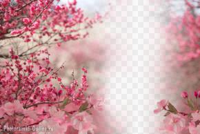 фотоэффект цветущая сакура