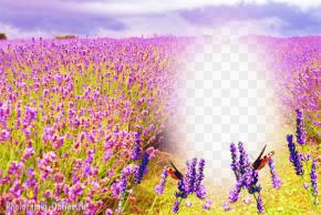 фотоэффект поле цветы лаванды